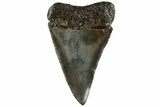 2.2" Fossil Broad-Toothed "Mako" Tooth - South Carolina - #202040-1